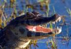 К чему снится крокодил женщине или мужчине: толкование по различным сонникам